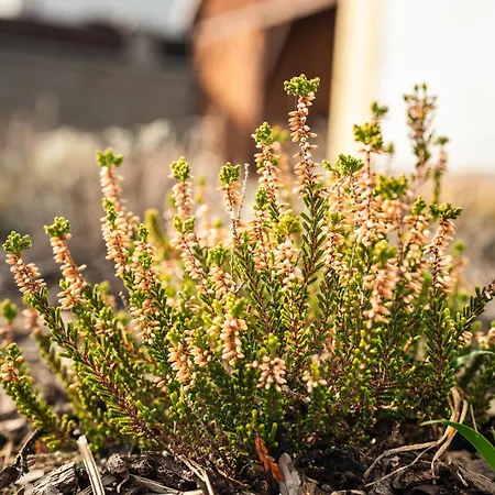 Wellness Apartment Cep